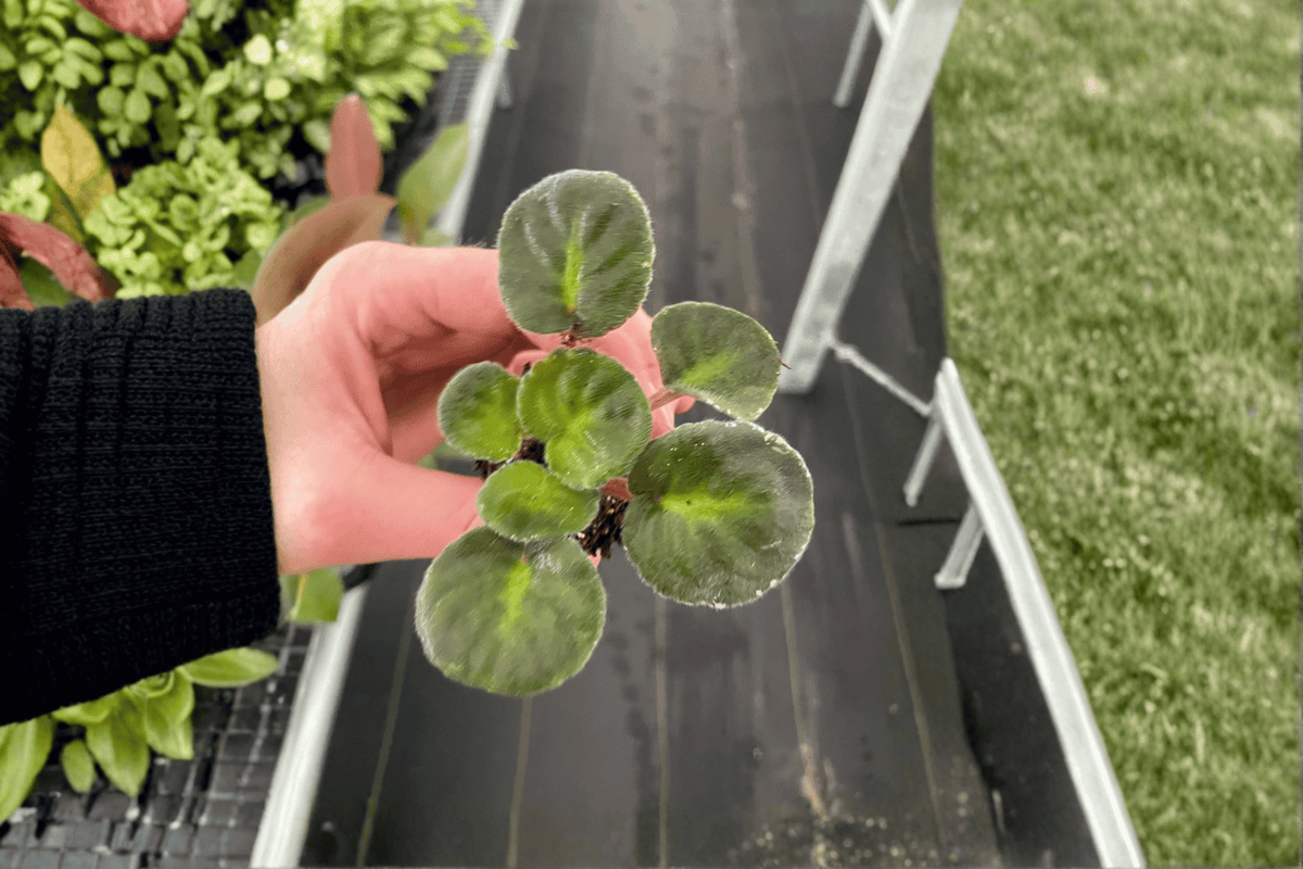 Sargeant Pepper African Violet Starter Plants (Streptocarpus ionanthus) - 2 Live 2-Inch Pots