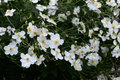 Honorine Jobert Japanese Anemone - 1 Live Plant in 4-Inch Pot
