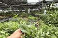 Alocasia Platinum Bisma Starter Plants (2) | Plug
