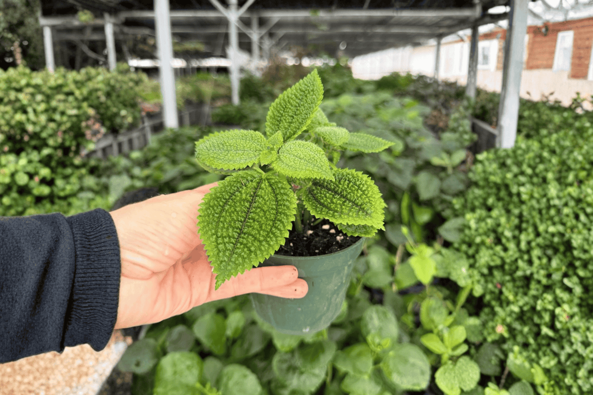 Moon Valley Pilea (Pilea involucrata) Moon Valley – 2 Live Plants in 4-Inch Pots
