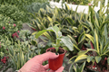 Calathea Orbifolia Starter Plants (Goeppertia orbifolia) - 2 × 2" Pots, Unpotted