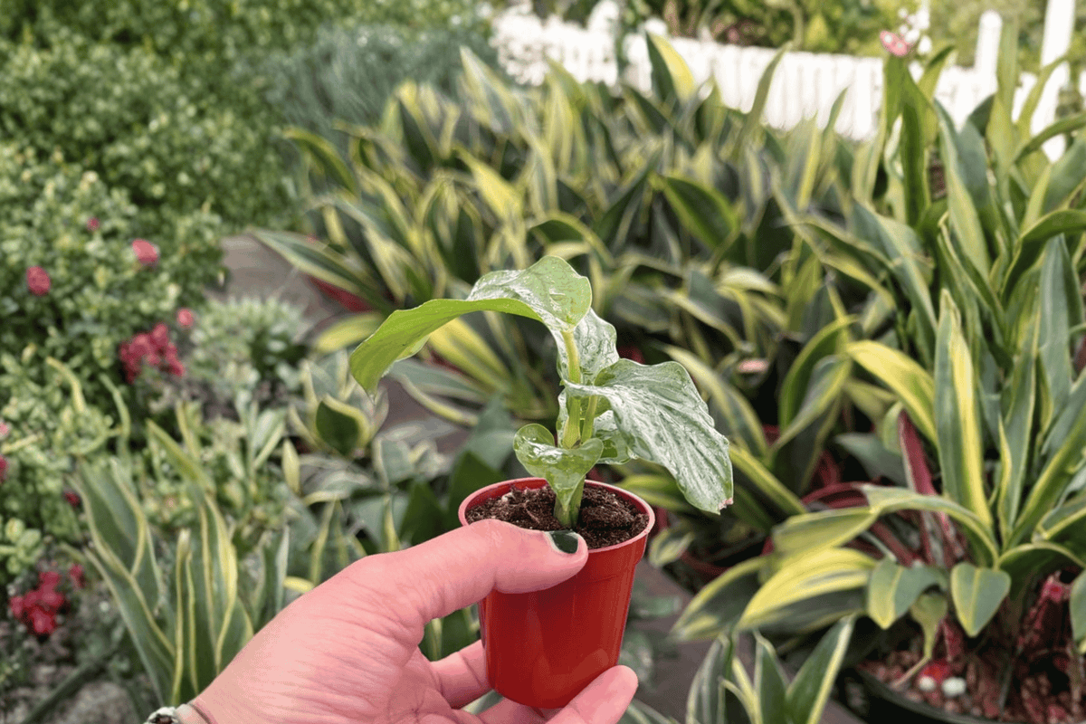Calathea Orbifolia Starter Plants (Goeppertia orbifolia) - 2 × 2" Pots, Unpotted
