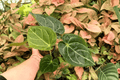 Anthurium Hoffmanii x Crystallinum (2 Exact Live Plants) - 4-Inch Pots