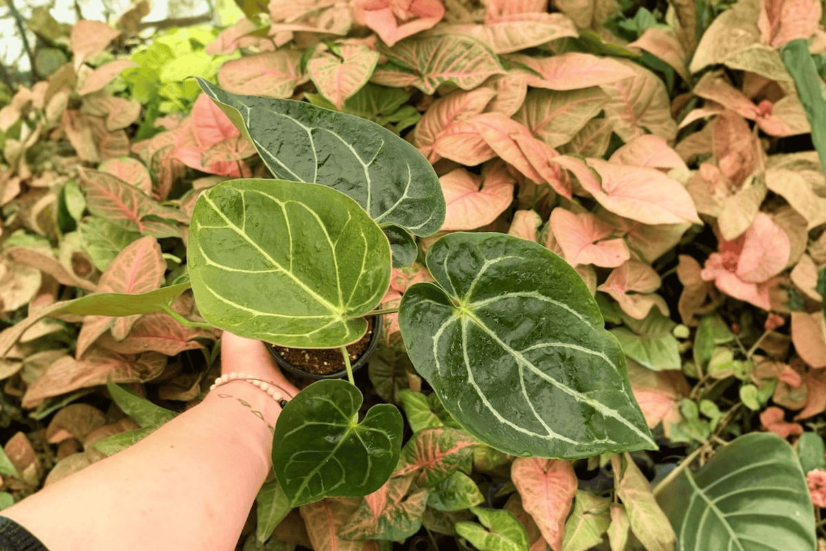 Anthurium Hoffmanii x Crystallinum (2 Exact Live Plants) - 4-Inch Pots