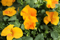 Halo Golden Yellow Horned Violet Viola cornuta (Halo Golden Yellow) - 4-Inch Pot Live Plant