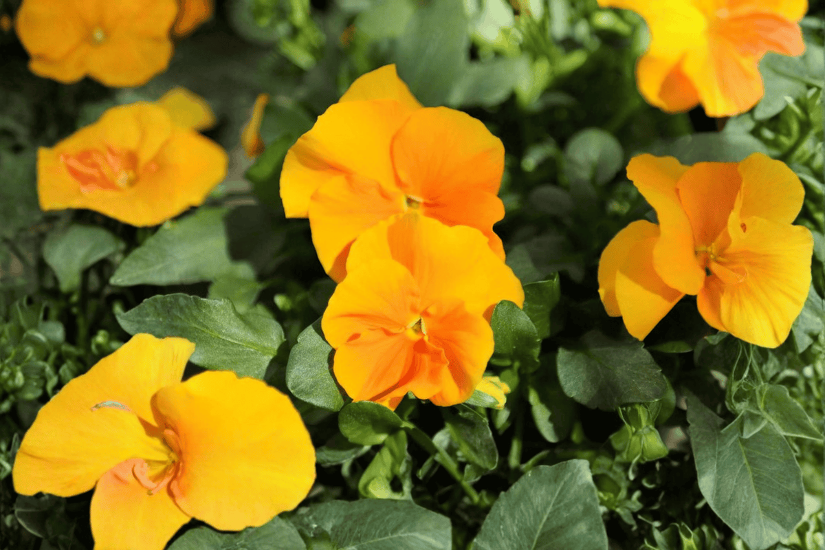 Halo Golden Yellow Horned Violet Viola cornuta (Halo Golden Yellow) - 4-Inch Pot Live Plant