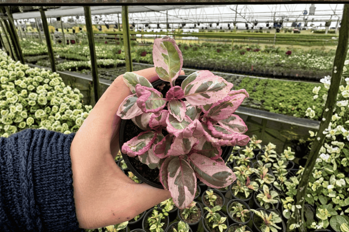 Hemigraphis alternata 'Variegata' Pink Variegated Purple Waffle Plant – 2 Live Plants in 4-Inch Pots