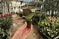 Ficus Sophia 2 Live Starter Plants | Ficus elastica 'Sophia' – 2-Inch Nursey Pots