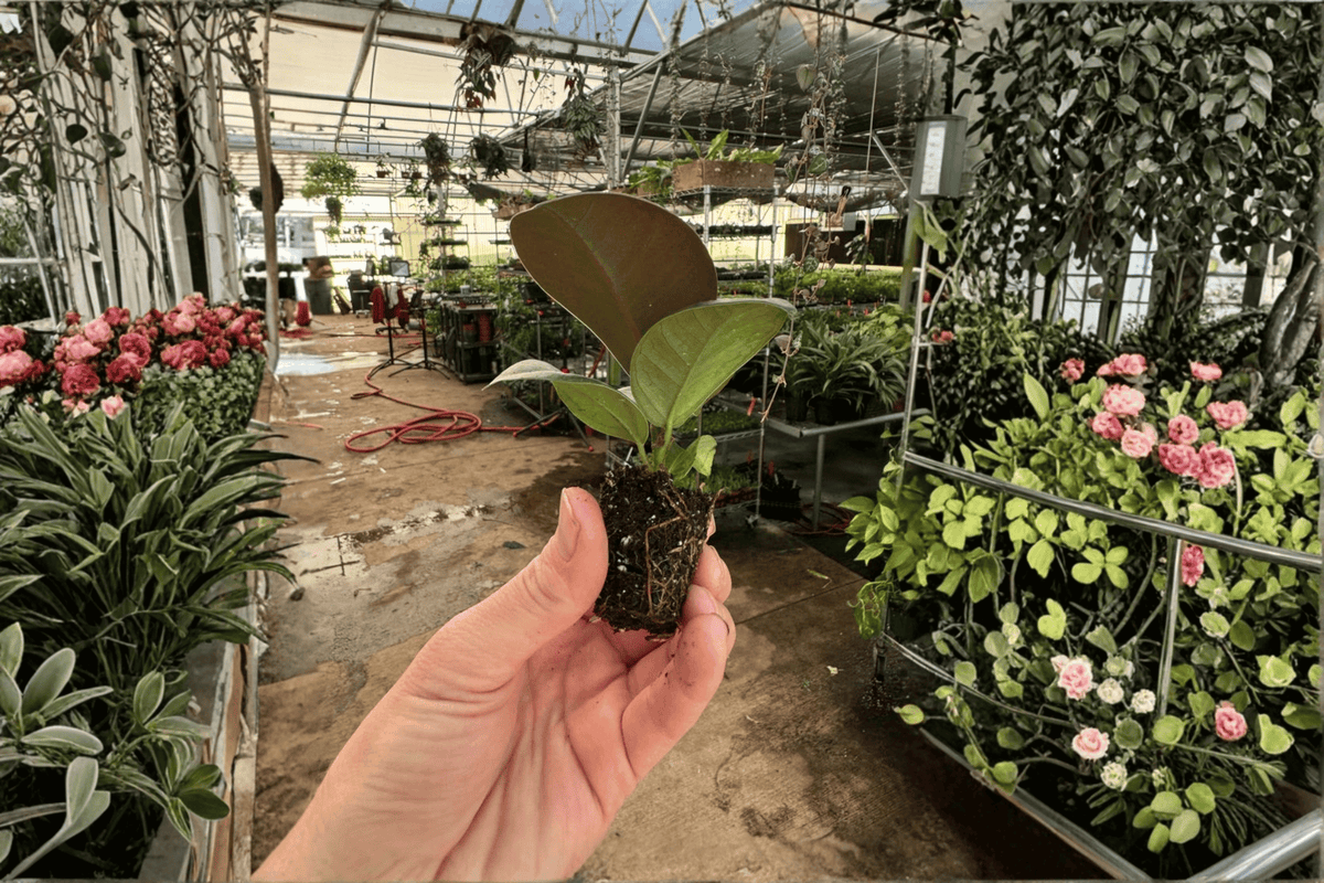Ficus Sophia 2 Live Starter Plants | Ficus elastica 'Sophia' – 2-Inch Nursey Pots