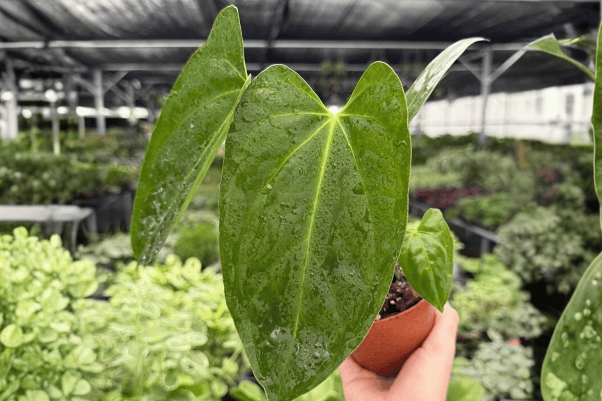 Anthurium Hoffmannii x Red Gunsal - 2 Live 4-Inch Potted Plants