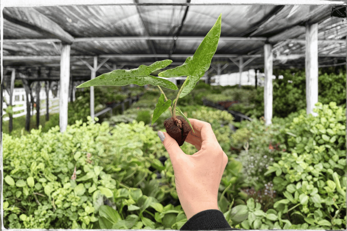 Alocasia Sabrina Narrow Starter Plants - 2 Live Plants, Bare Root