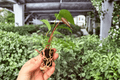 Anthurium Caliente Starter Plants | 2 Exact Live Starter Plants