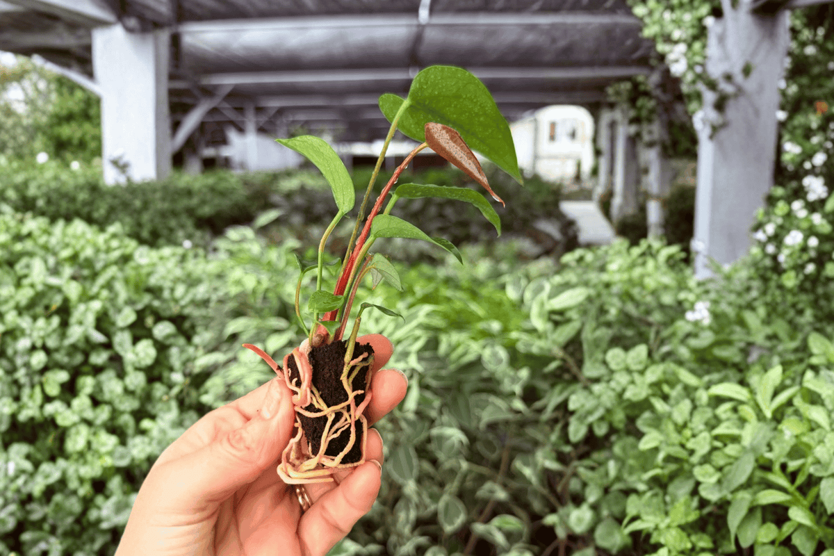 Anthurium Caliente Starter Plants | 2 Exact Live Starter Plants