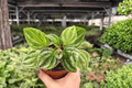 Peperomia Dragon Skin Live Plants - 2 Exact Plants in 4" Pot