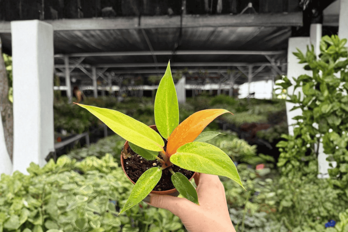 Philodendron 'Red Sun' - 2 Exact Plants (4" Pot) Indoor Tropical Foliage