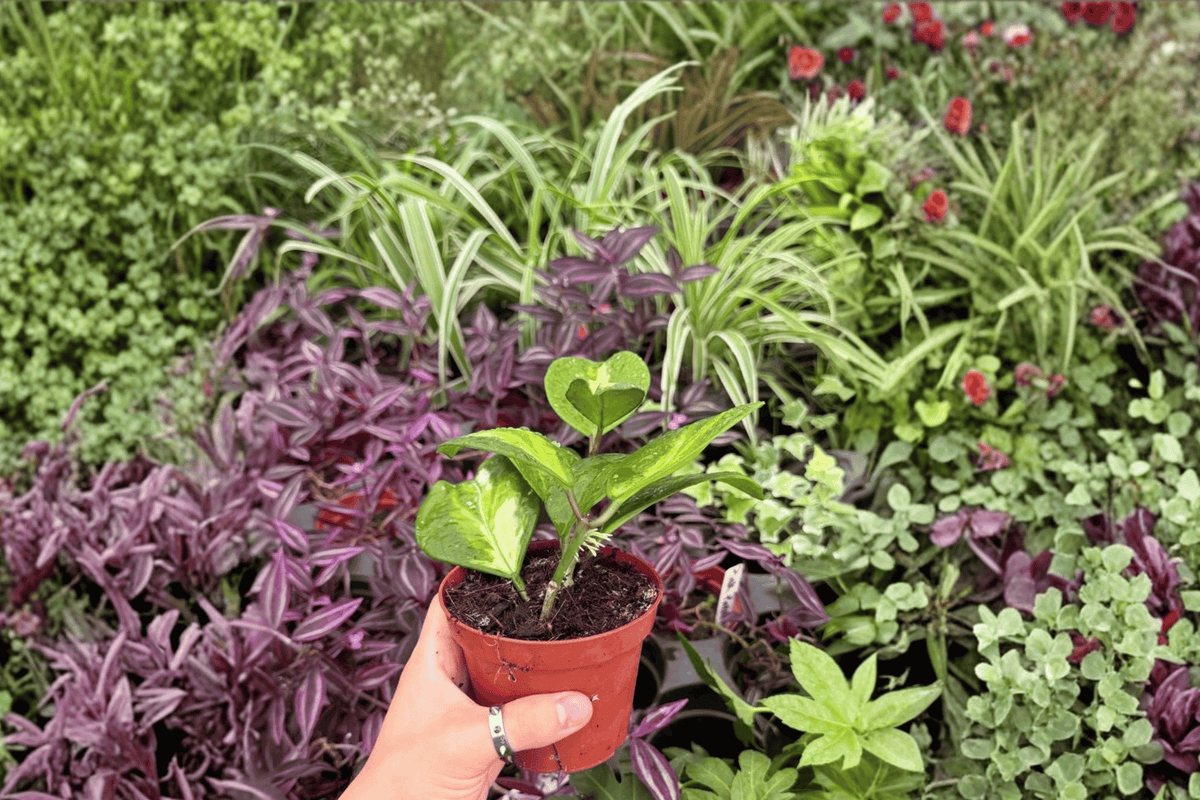 Variegated Hoya Obovata - 2 Bare Root Live Plants, 4-Inch Pot Size (Exact Plants pictured)