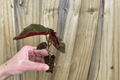 Begonia Torch Red Starter Plants (2) - Cane-Type, 2-Inch Pots