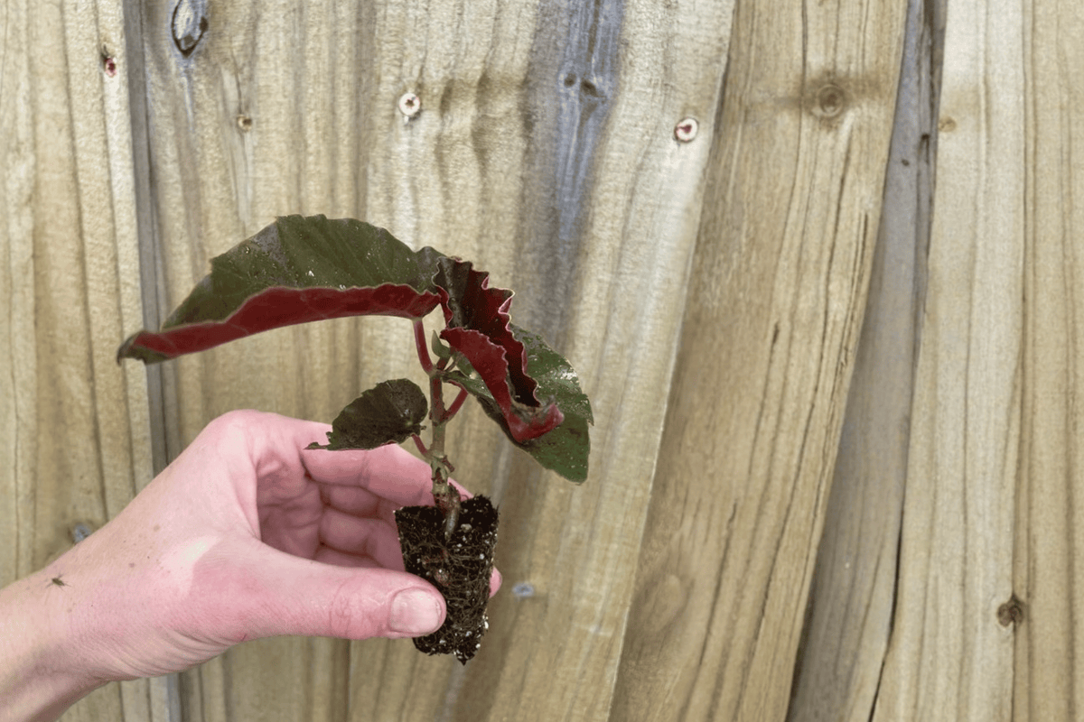 Begonia Torch Red Starter Plants (2) - Cane-Type, 2-Inch Pots