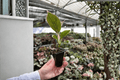Aglaonema Pink Lady 2 Starter Plants - Soil Pod Roots, Red Pink Lady Indoor Plant