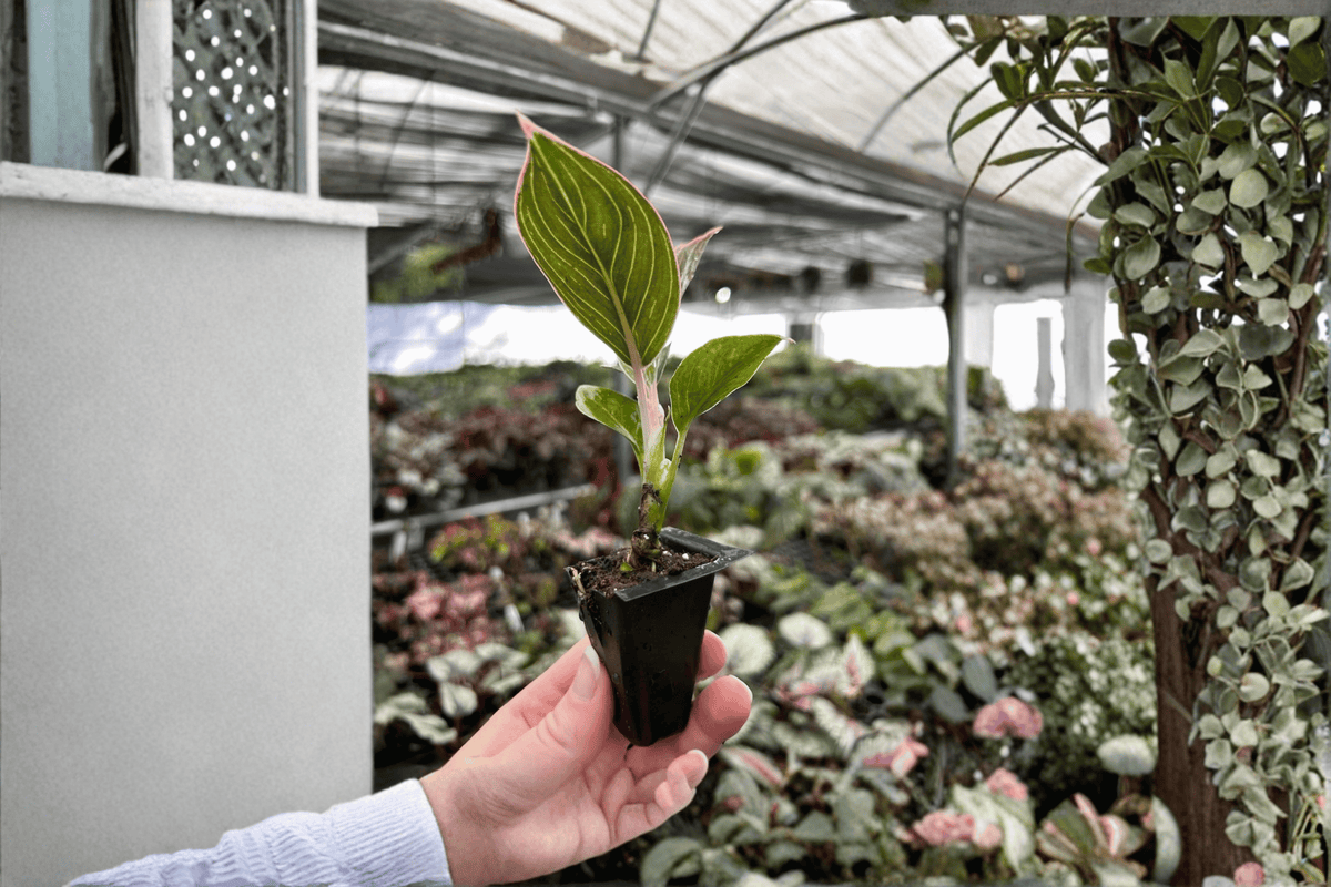 Aglaonema Pink Lady 2 Starter Plants - Soil Pod Roots, Red Pink Lady Indoor Plant