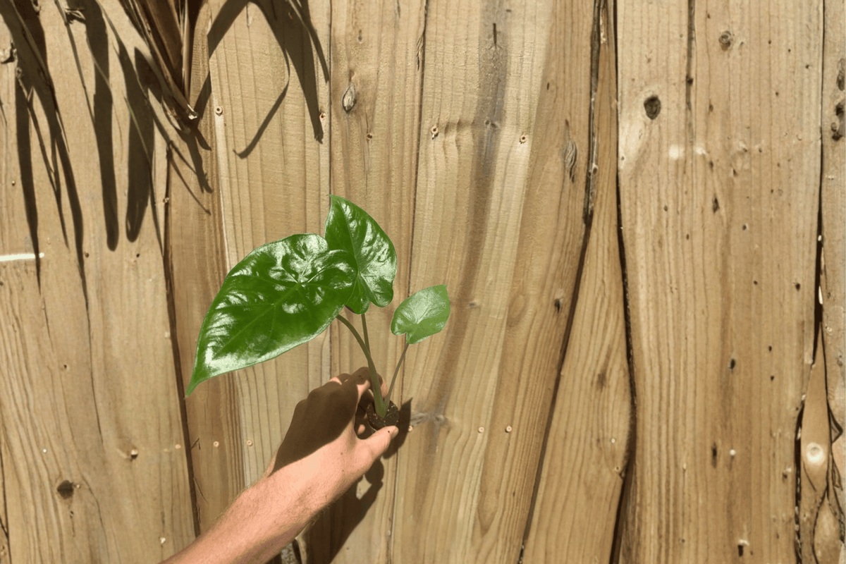 Alocasia Calidora Starter Plants (2) | Live Bare-Root Cuttings