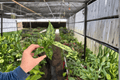 Aglaonema Thai Snowflake Live Starter Plants – 2-Pack