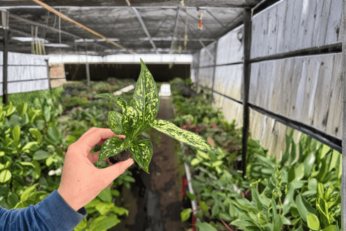 Aglaonema Thai Snowflake Live Starter Plants – 2-Pack