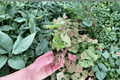 Syngonium Mango Allusion Starter Plants (2) in Soil Pods - Bare-Root/Soil Pod