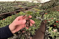 Anthurium Caliente Live Starter Plants - 2 Tray-Grown, Fully Established Roots