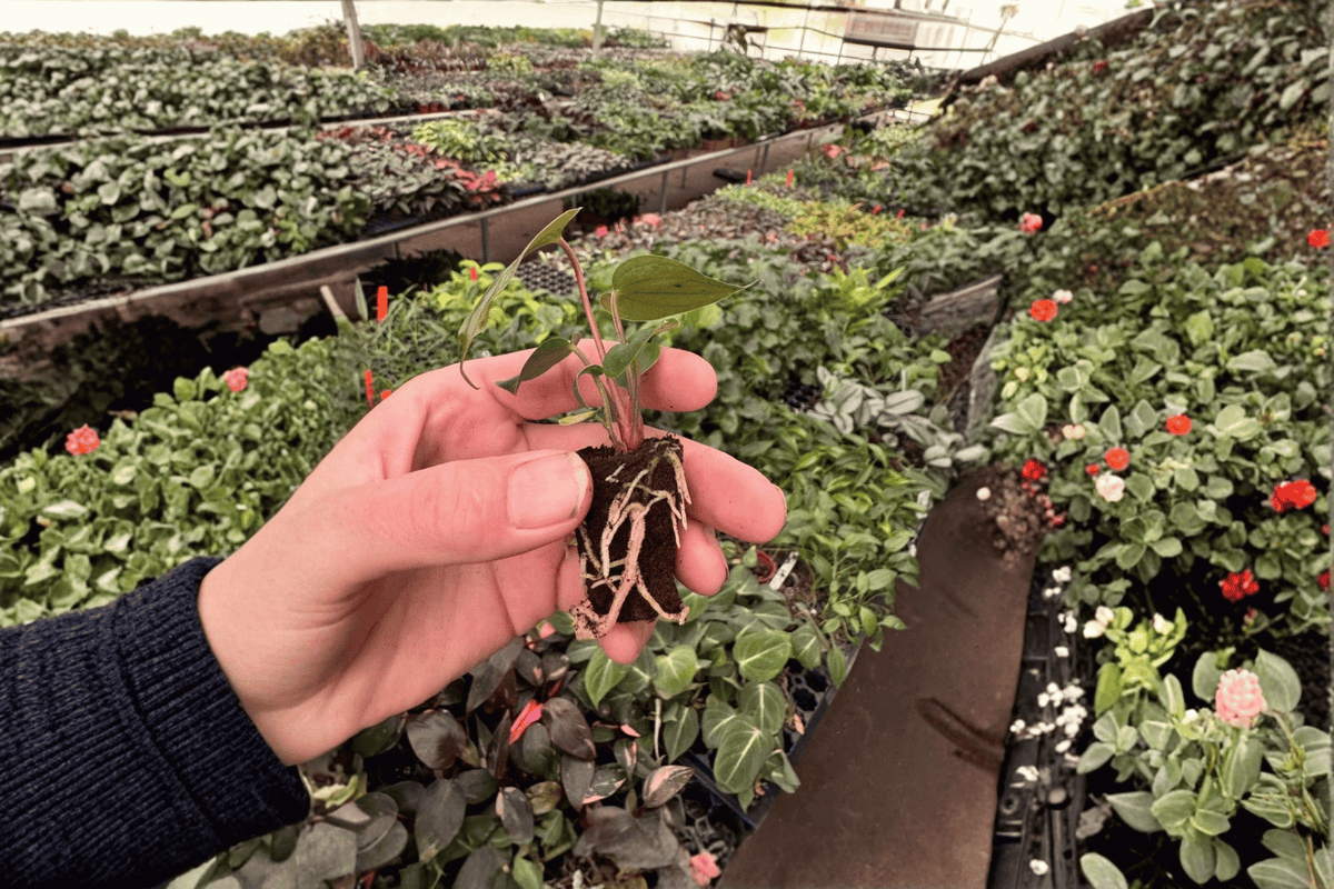 Anthurium Caliente Live Starter Plants - 2 Tray-Grown, Fully Established Roots