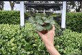 Strawberry Begonia Saxifraga stolonifera - 2 Live Plants (4-inch pots) - Strawberry Begonia