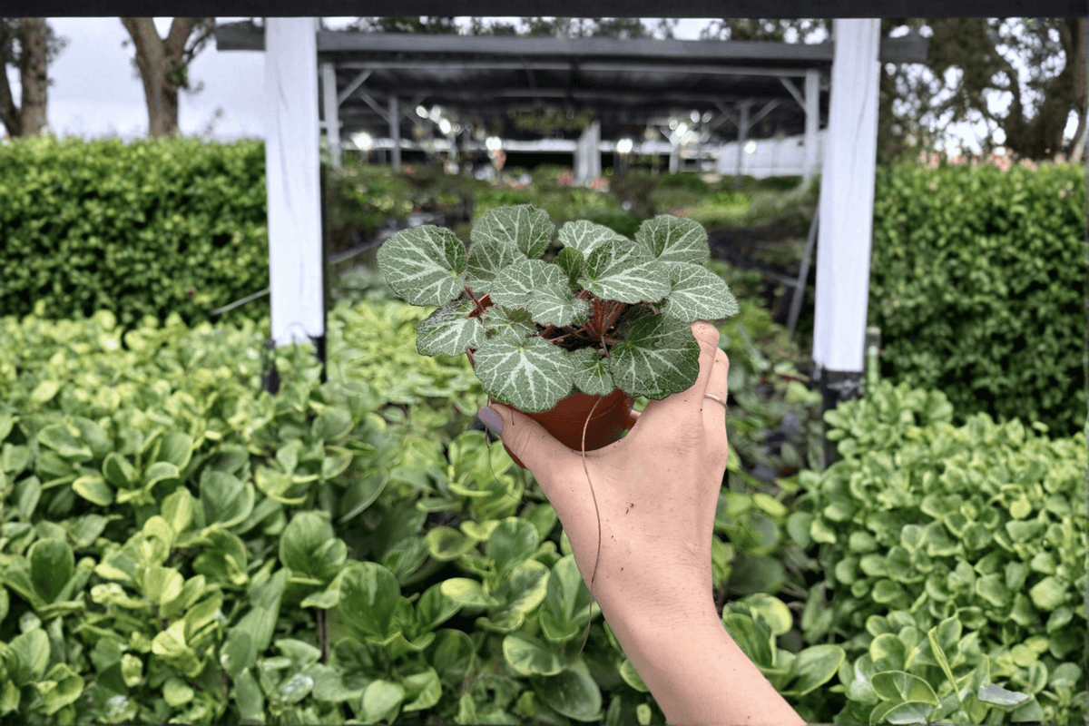 Strawberry Begonia Saxifraga stolonifera - 2 Live Plants (4-inch pots) - Strawberry Begonia