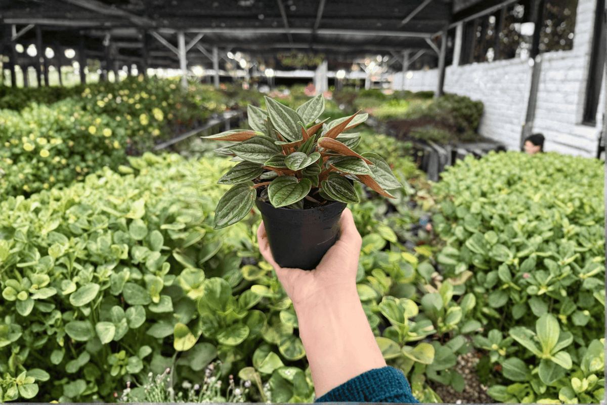 Peperomia Rosso (Peperomia caperata ‘Rosso’) - 2 Live Plants in 4-Inch Pots