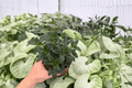 Goldfish Plant Tropicana Nematanthus Tropicana 2 Live Plants - 4-Inch Pots
