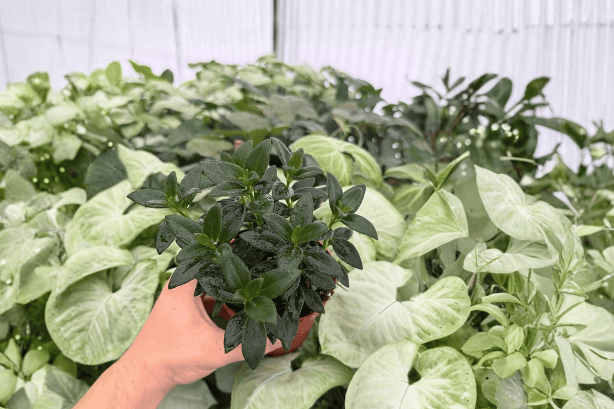Goldfish Plant Tropicana Nematanthus Tropicana 2 Live Plants - 4-Inch Pots