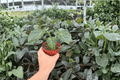 Anthurium Hulk x Velvet Moira - 2 Live Plants in 4-Inch Pots