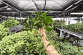 Shangri La Pothos 2 Live Plants in 4-Inch Pots | Epipremnum aureum 'Shangri La'