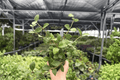 Hoya Pubera Live Plants (2) in 4-Inch Pots | Hoya pubera