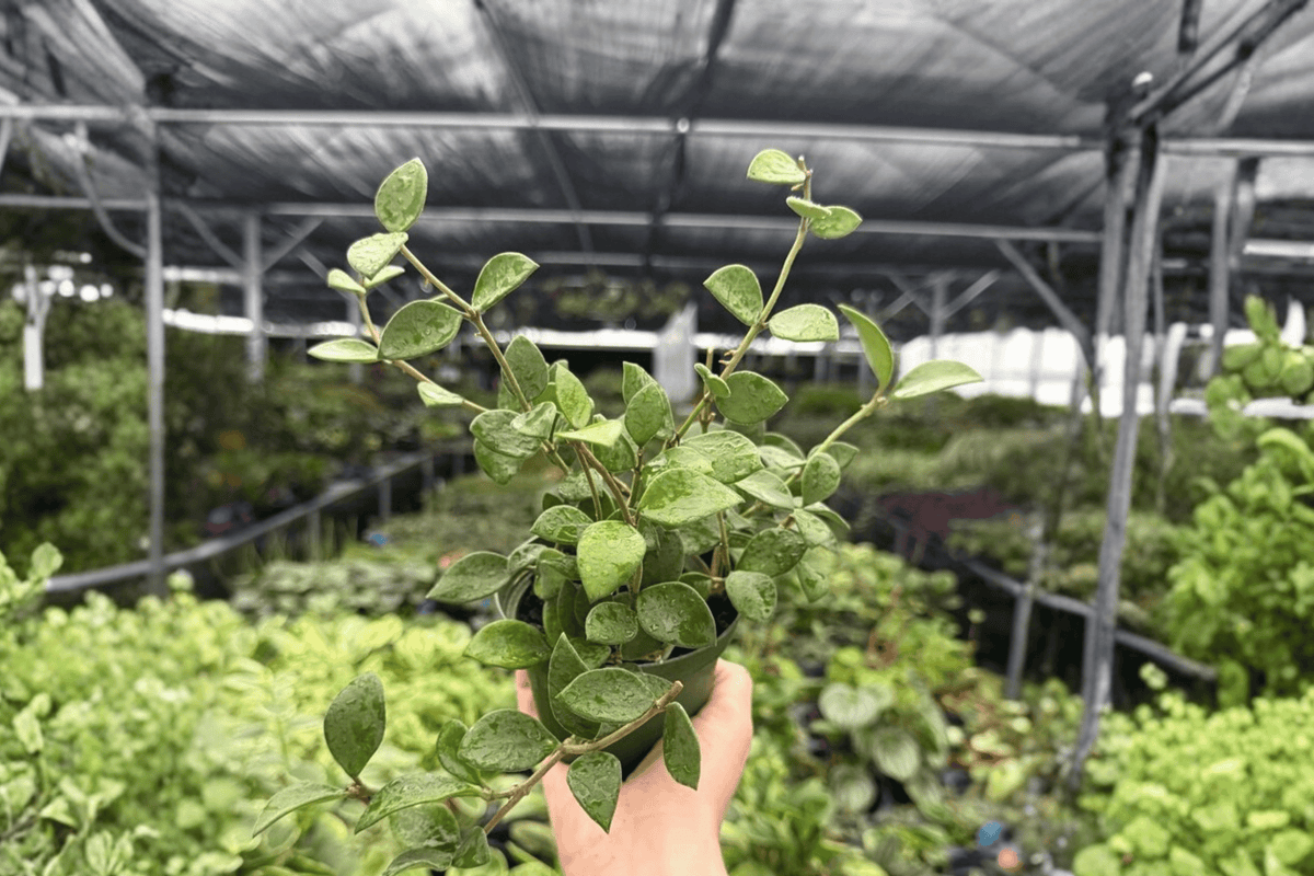 Hoya Pubera Live Plants (2) in 4-Inch Pots | Hoya pubera