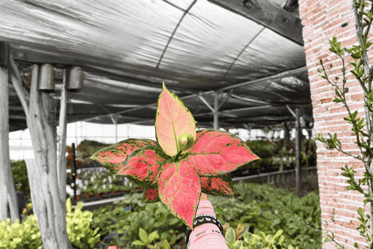 Aglaonema Geely Red - 2 Live Plants in 4-Inch Pots (Exact Plants) | Indoor Tropical foliage