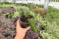 Anthurium Goliath x Dark Mama Hybrid - 2 Live 4-Inch Pots