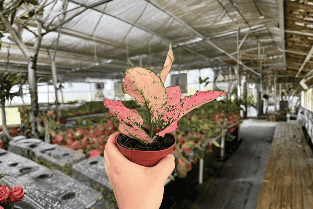 Aglaonema Light Pink Triphet Live Plants - 2 in 4-Inch Pots