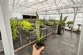 Sansevieria Superba (Dracaena trifasciata 'Superba') - 2 Live Plants in 4-Inch Pots