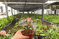 Begonia Harmony's Dark Horse - 2 Bare Root Live Plants, 4-Inch Pot Size (Exact Plants pictured)