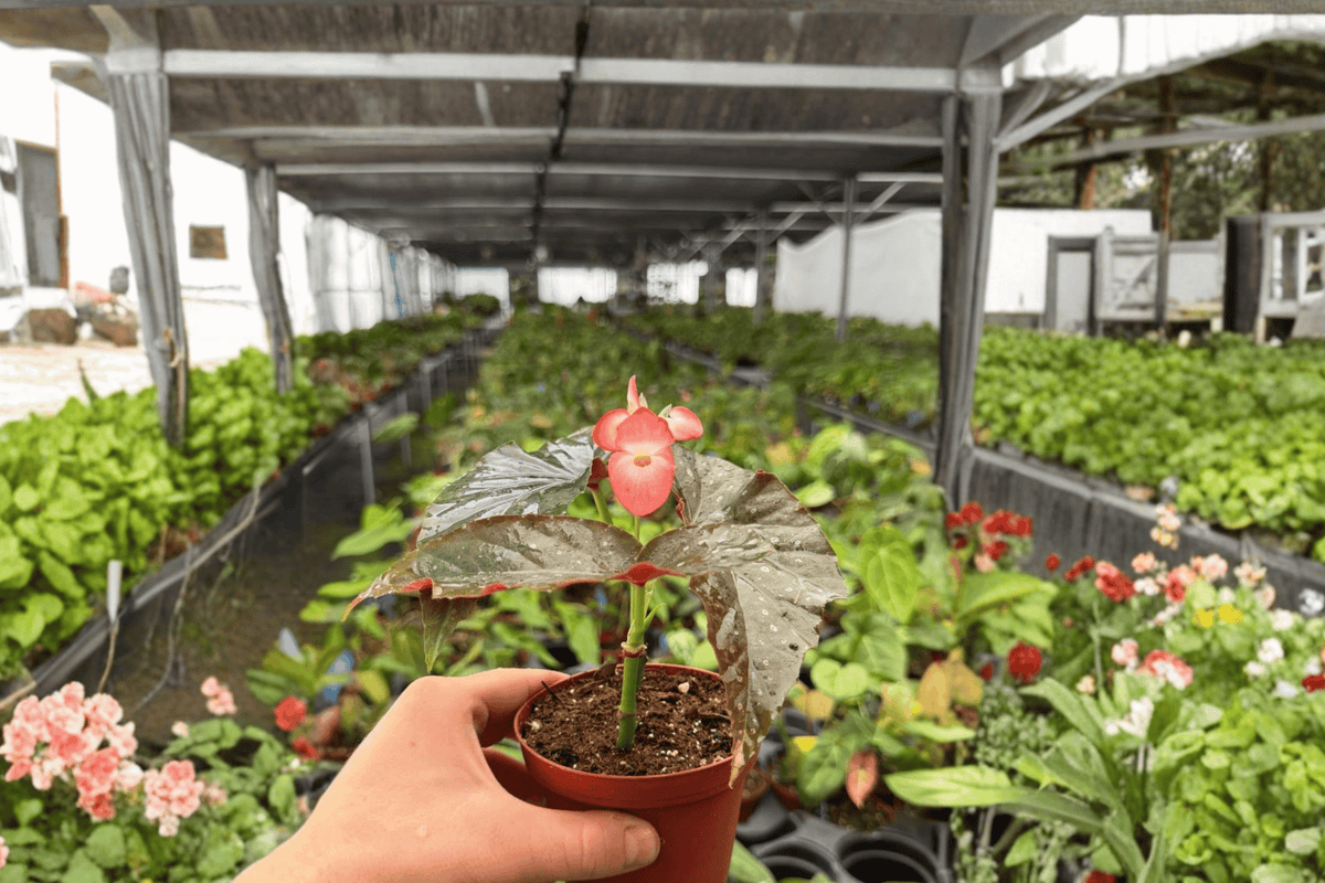 Begonia Harmony's Dark Horse - 2 Bare Root Live Plants, 4-Inch Pot Size (Exact Plants pictured)