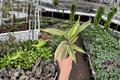 Cordyline 'Chocolate Queen' Starter Plants (2) - Bare Root Live Cordyline