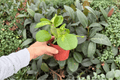 Hoya obovata Variegata - 2 Live Plants in 4" Pots | Exact Plants