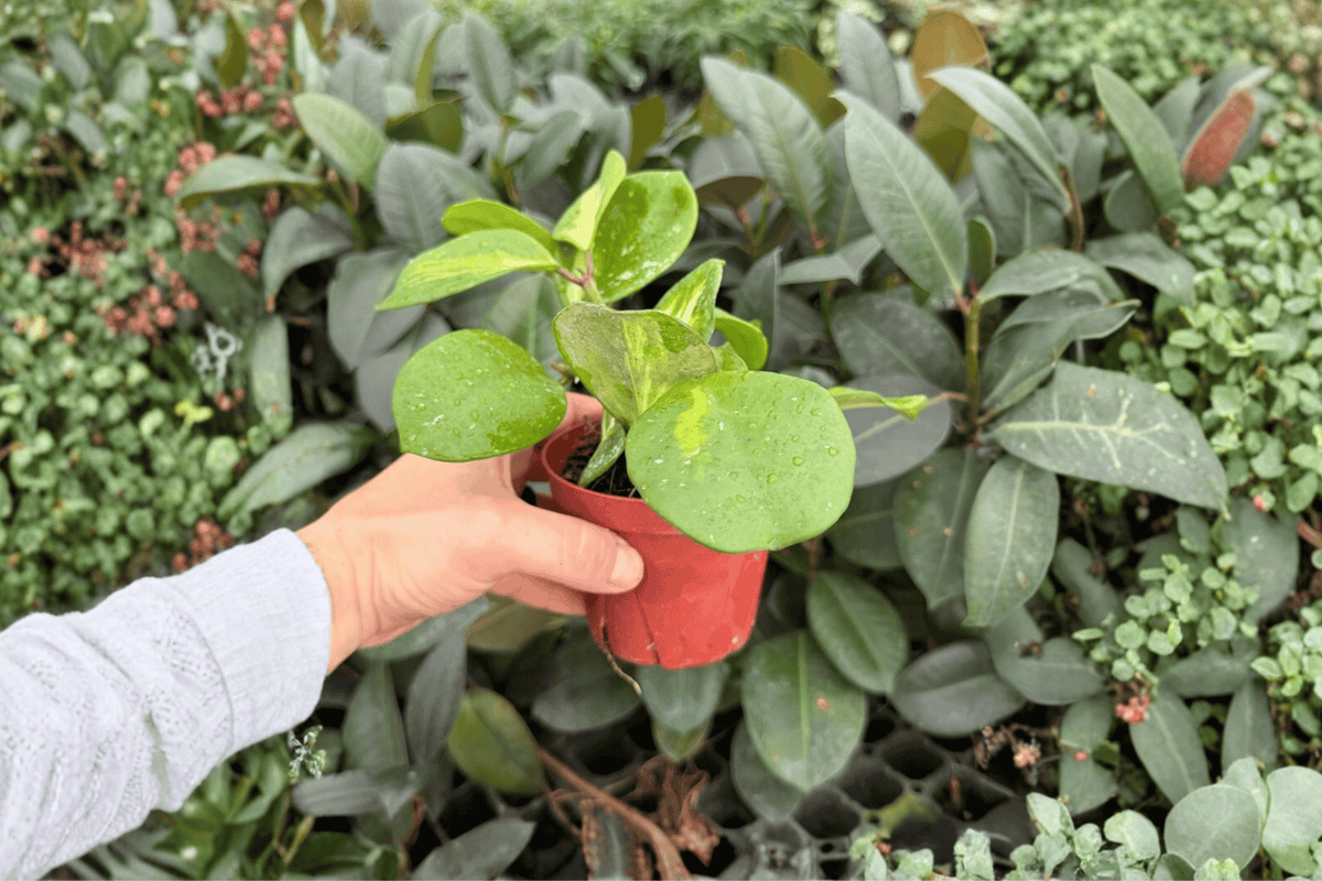 Hoya obovata Variegata - 2 Live Plants in 4" Pots | Exact Plants