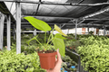 Anthurium Crystal x Papi Golden Specific - 4-Inch Live Plant