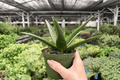 Aloe Black Gem - 2 Live Plants in 4-Inch Bare Root Pots